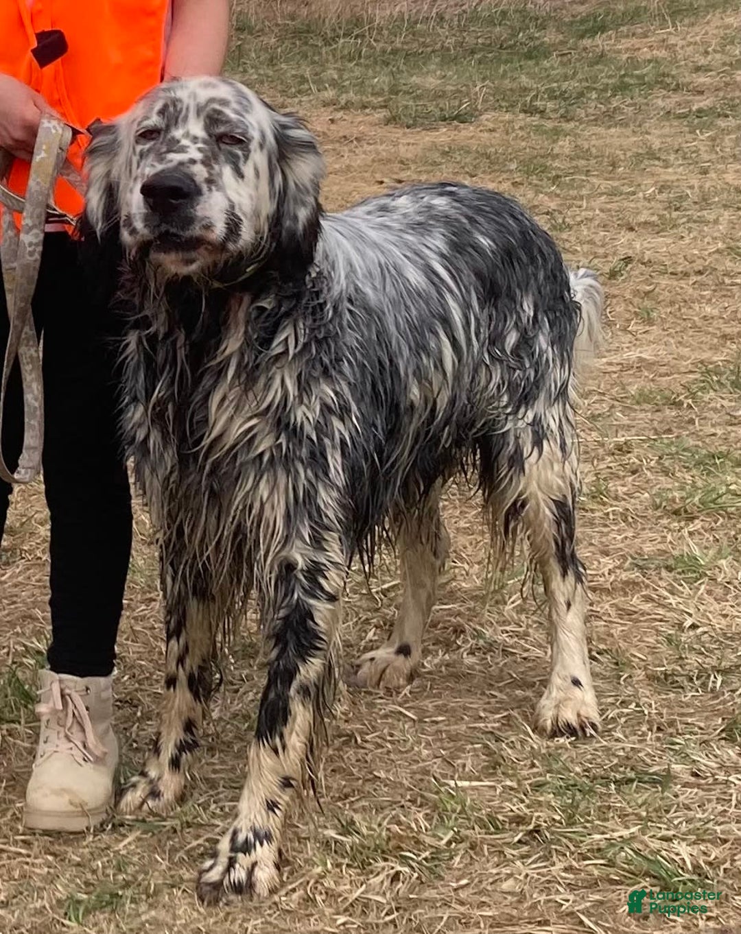 English Setter dogs for sale: Henry - Image 4