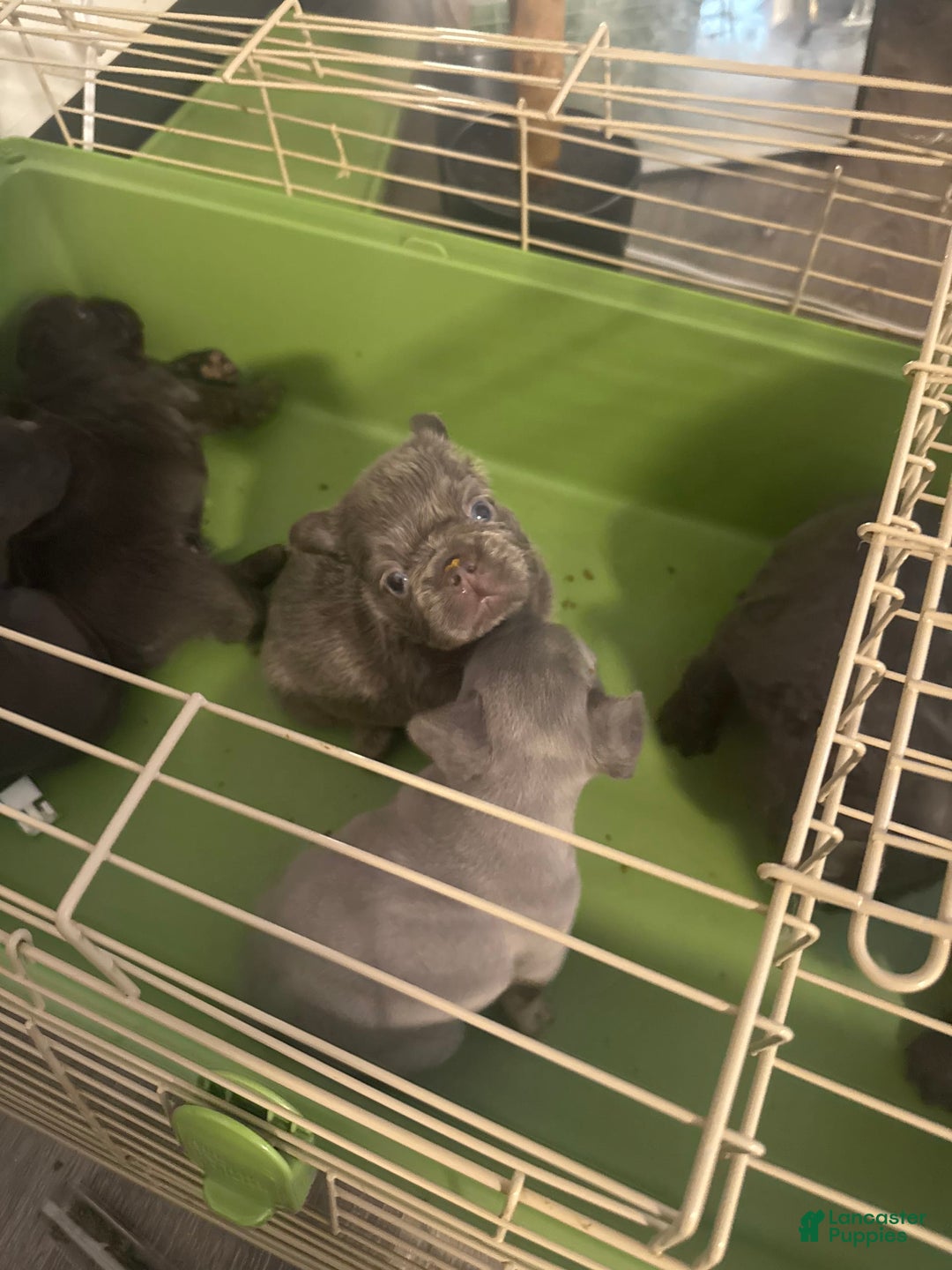 French Bulldog dogs for sale: Keke - Image 1