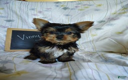 Yorkshire Terrier dogs for sale: Vinny - Image 7