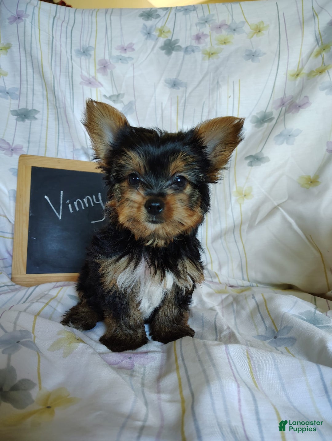 Yorkshire Terrier dogs for sale: Vinny - Image 7