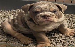 English Bulldog dogs for sale: Merlin - Image 4