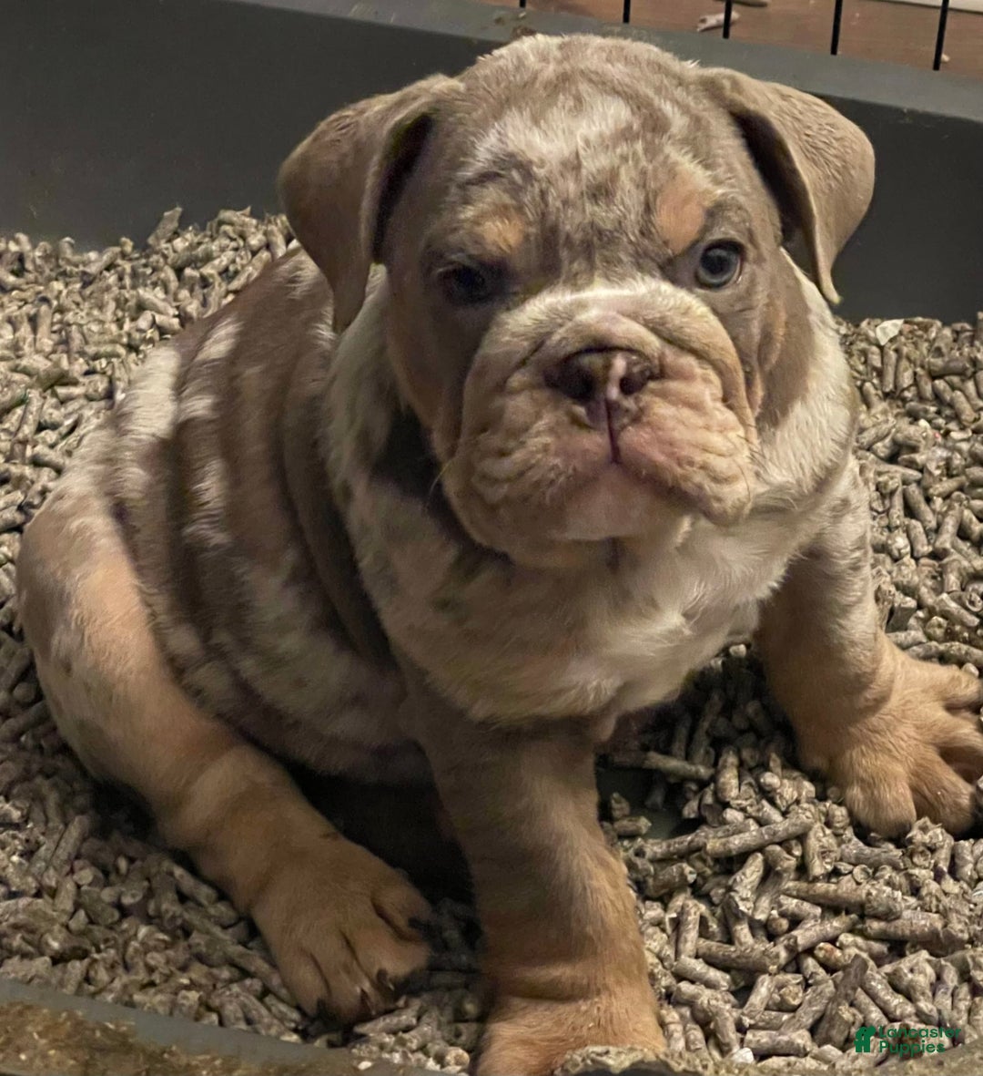 English Bulldog dogs for sale: Merlin - Image 4