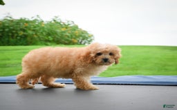 Cavapoo dogs for sale: Clyde - Image 3
