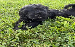 Cockapoo dogs for sale: Lola - Image 3