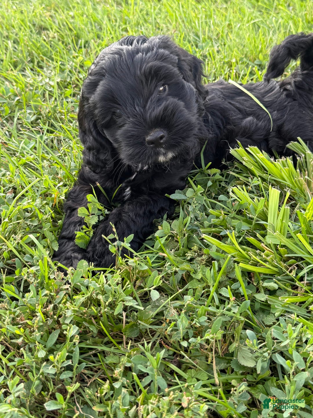 Cockapoo dogs for sale: Lola - Image 3