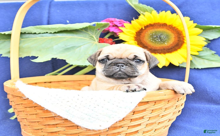 Pug dogs for sale - Ad 4