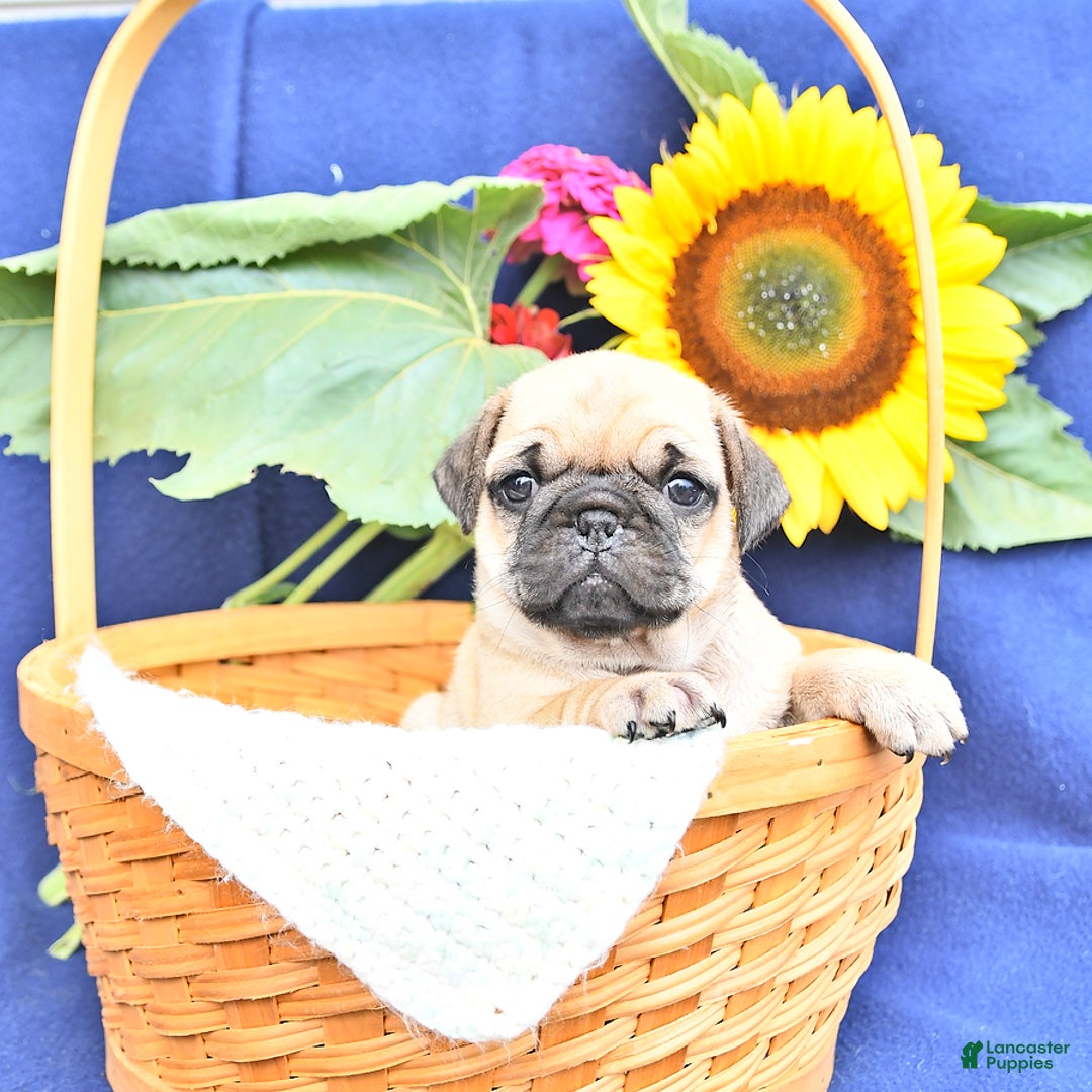 Pug dogs for sale: Bambi - Image 1