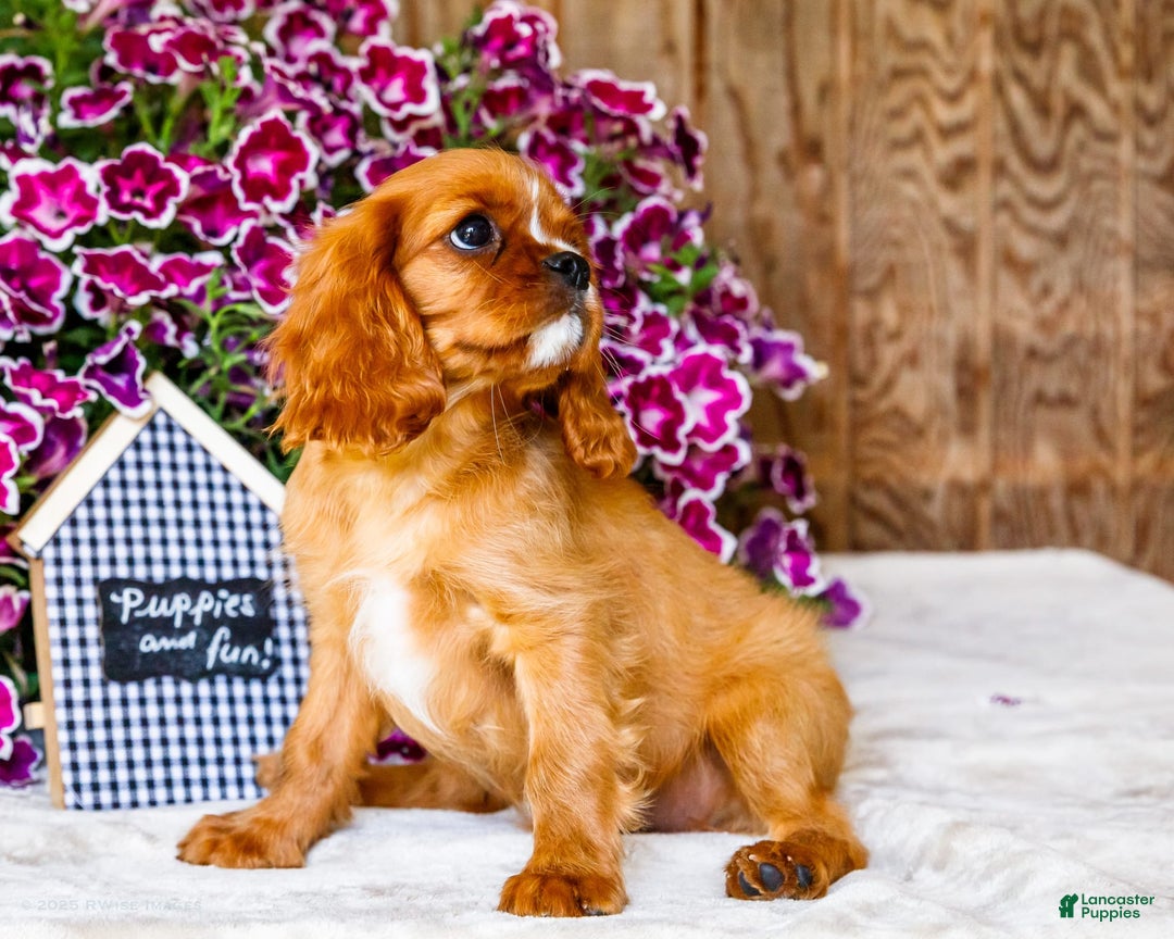 Cavalier King Charles Spaniel dogs for sale: Nicky - Image 10