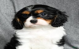 Cavalier King Charles Spaniel dogs for sale: Lenny - Image 7