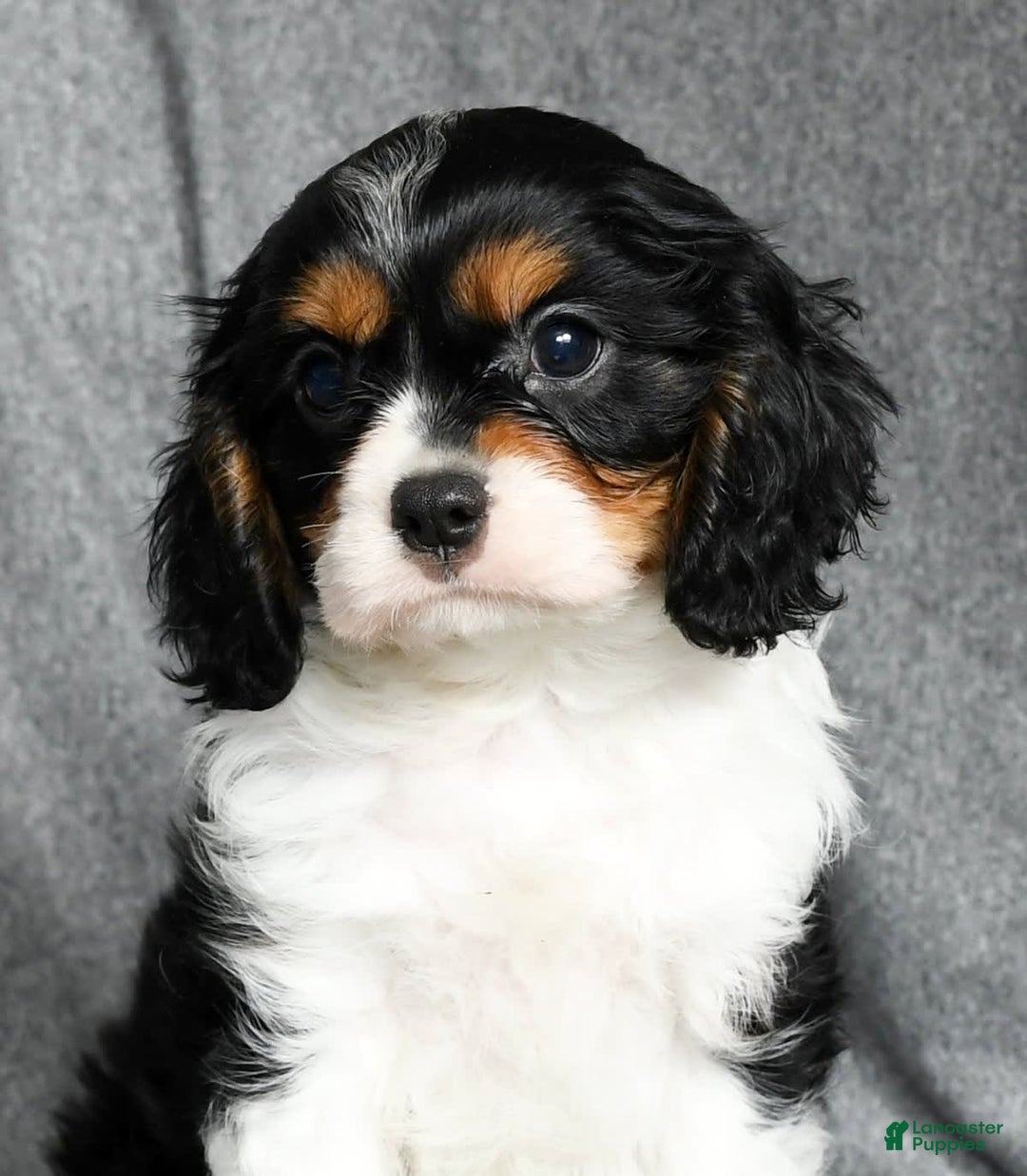 Cavalier King Charles Spaniel dogs for sale: Lenny - Image 7