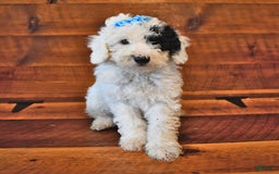 Miniature Poodle dogs for sale: Biscuit - Image 2
