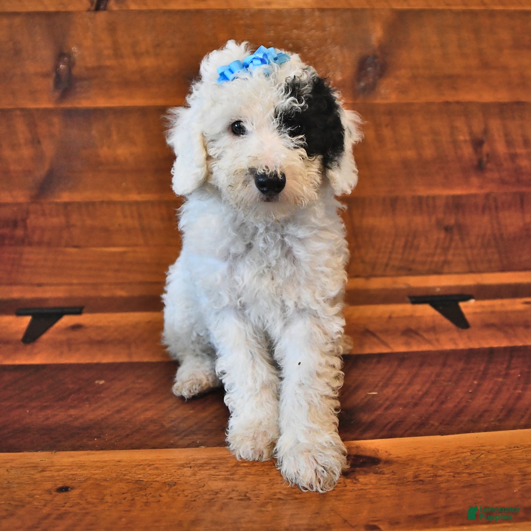 Miniature Poodle dogs for sale: Biscuit - Image 2