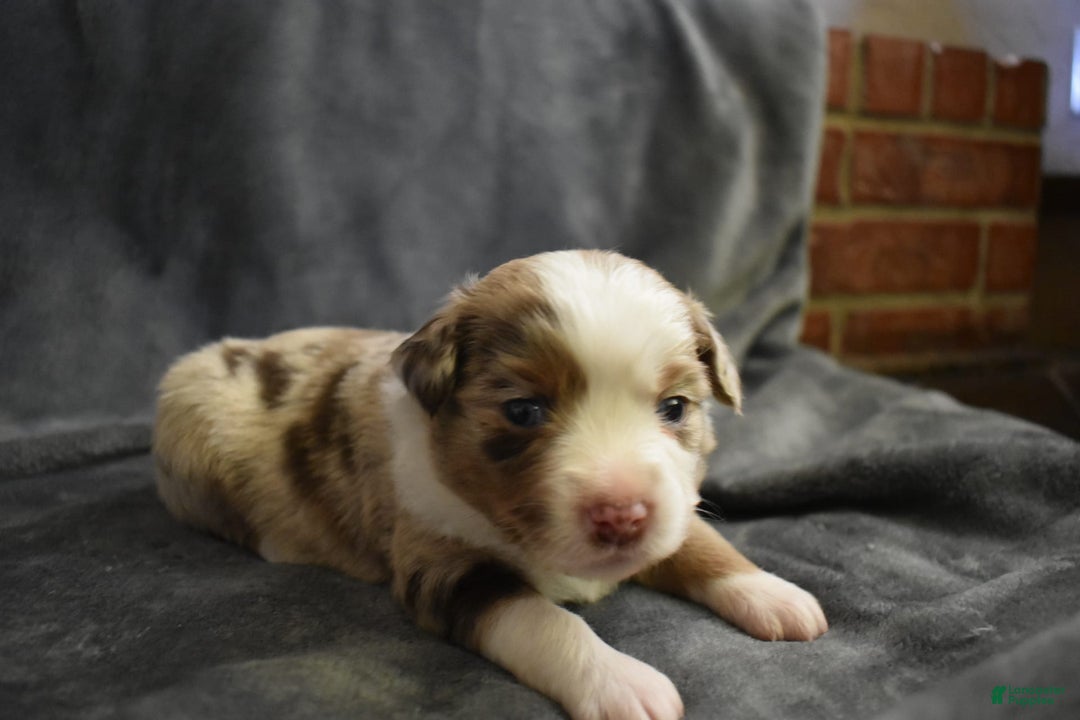 Miniature Australian Shepherd dogs for sale: August - Image 1