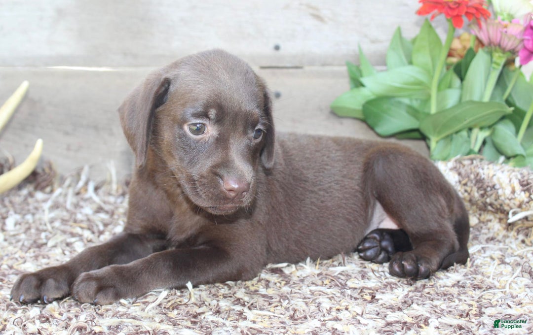 Labrador Retriever dogs for sale: Marlo - Image 6