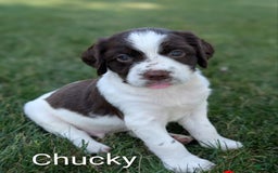 English Springer Spaniel dogs for sale: Chucky - Image 1