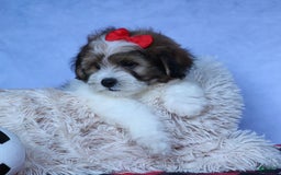 Shihpoo dogs for sale: Hugo - Image 13