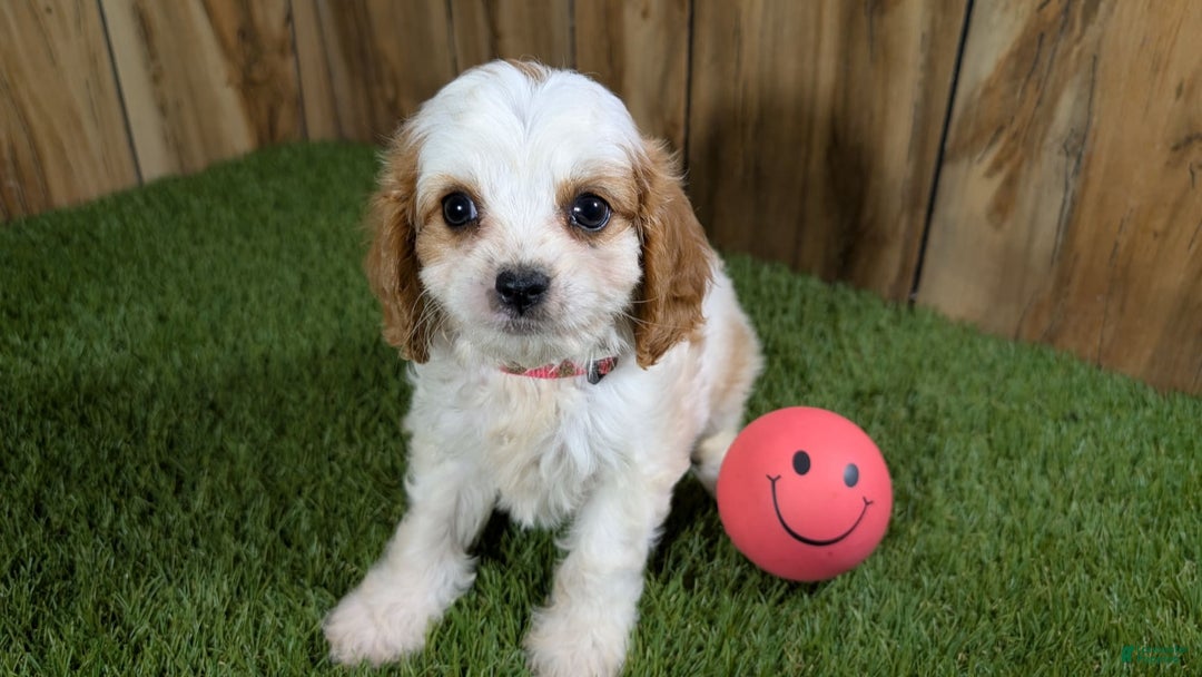 Cavapoo dogs for sale: Fiona Girl 1 - Image 12