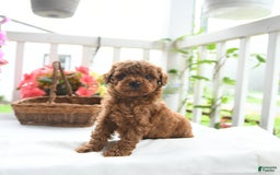 Toy Poodle dogs for sale: Victor - Image 3