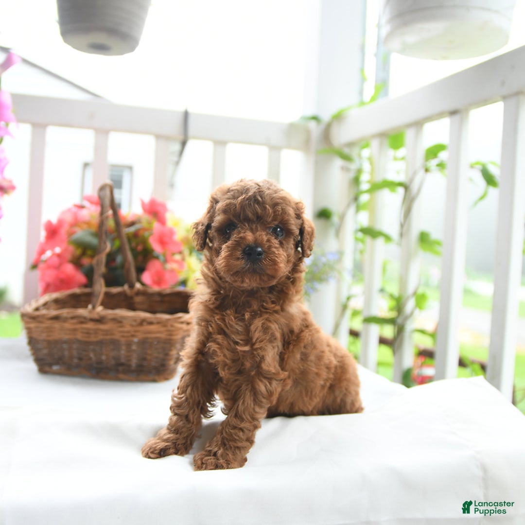 Toy Poodle dogs for sale: Victor - Image 3