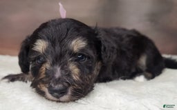 Shetland Sheepdog dogs for sale: Eclipse-Micro Mini - Image 4