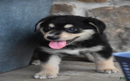 Miniature Bernese Mountain Dog dogs for sale: Trisha - Image 3
