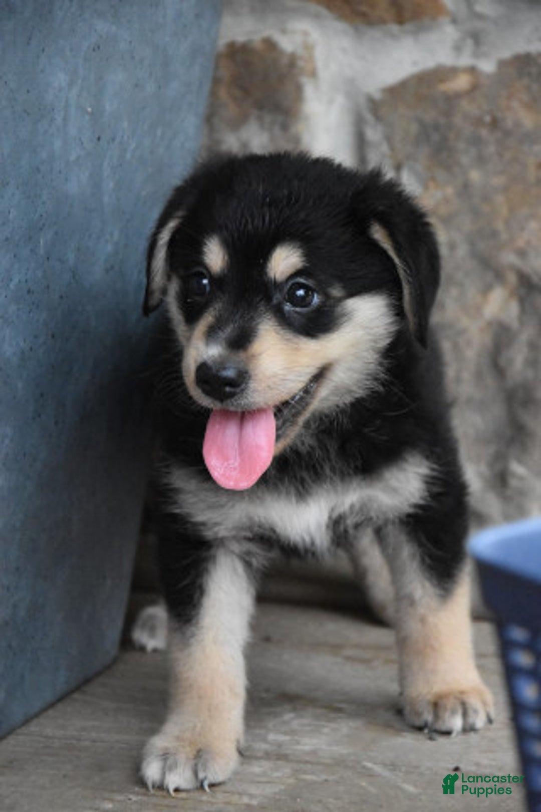 Miniature Bernese Mountain Dog dogs for sale: Trisha - Image 3