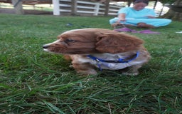 Cavapoo dogs for sale: Toodles - Image 2