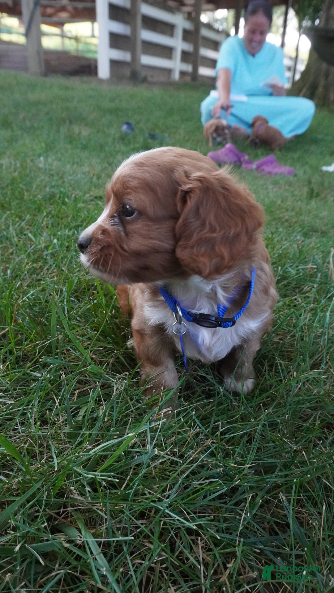 Cavapoo dogs for sale: Toodles - Image 2