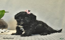 Shihpoo dogs for sale: Rain - Image 4