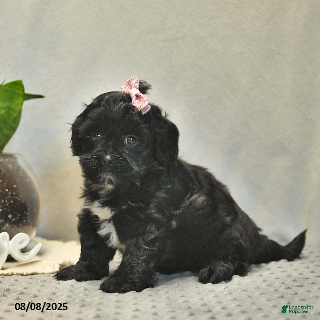 Shihpoo dogs for sale: Rain - Image 4