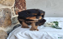 Cavalier King Charles Spaniel dogs for sale: Sprinkles - Image 5
