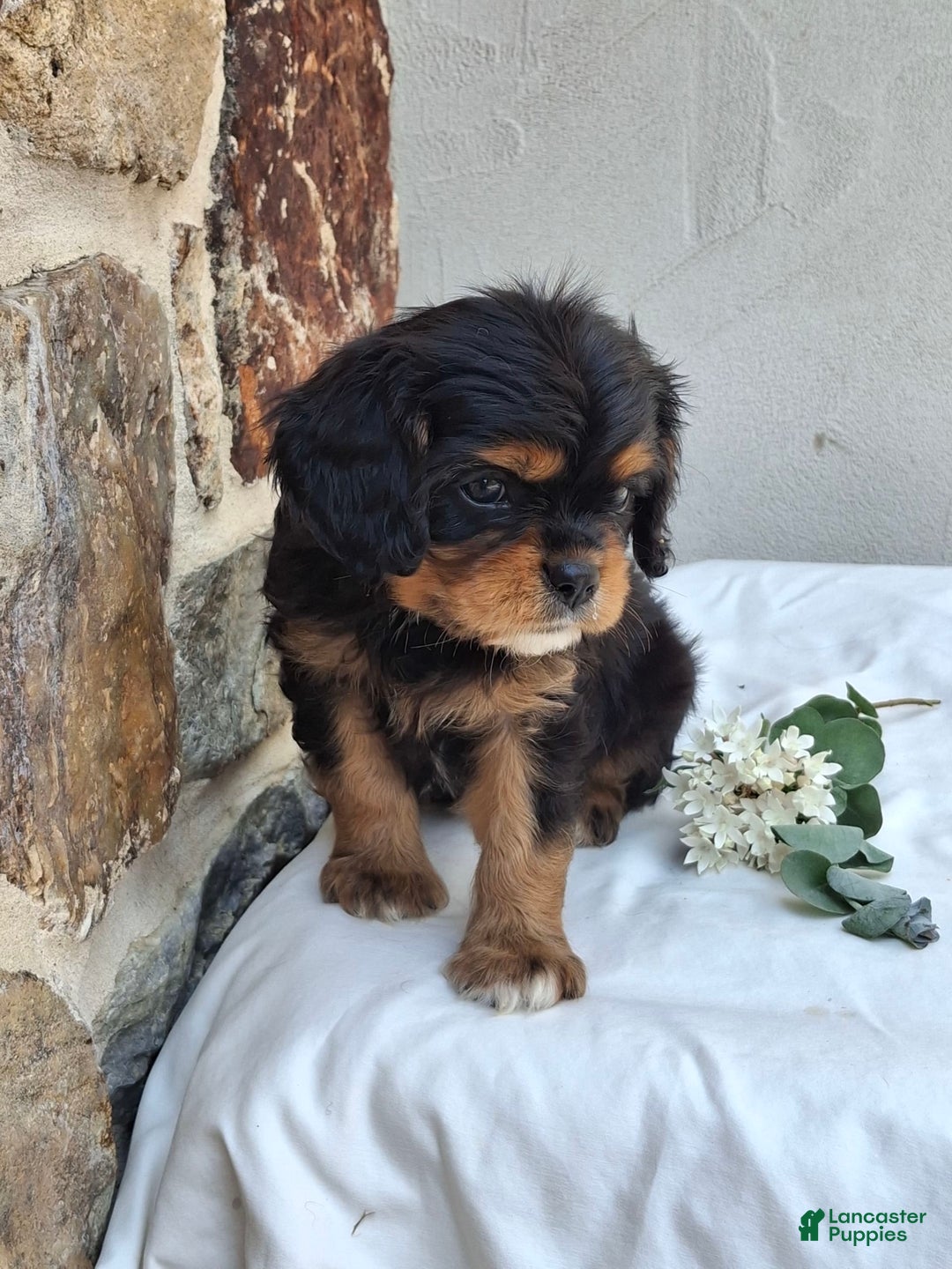 Cavalier King Charles Spaniel dogs for sale: Sprinkles - Image 5