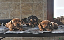 Miniature Dachshund dogs for sale: Sheba - Image 7