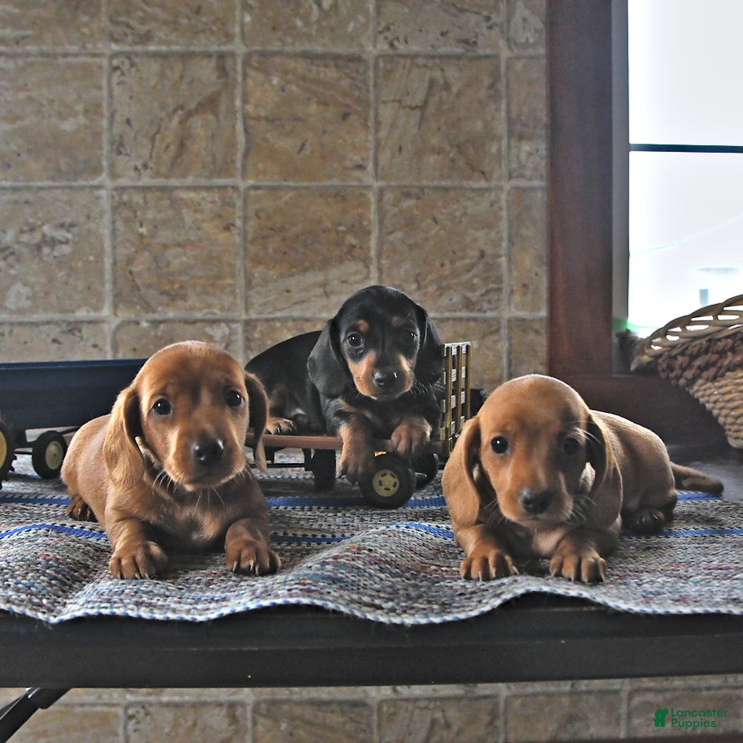 Miniature Dachshund dogs for sale: Sheba - Image 7