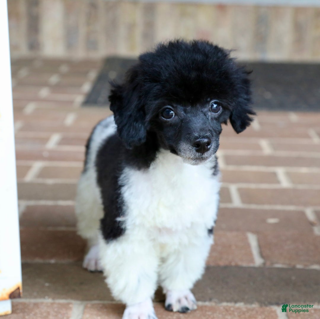 Miniature Poodle dogs for sale: Nugget - Image 21