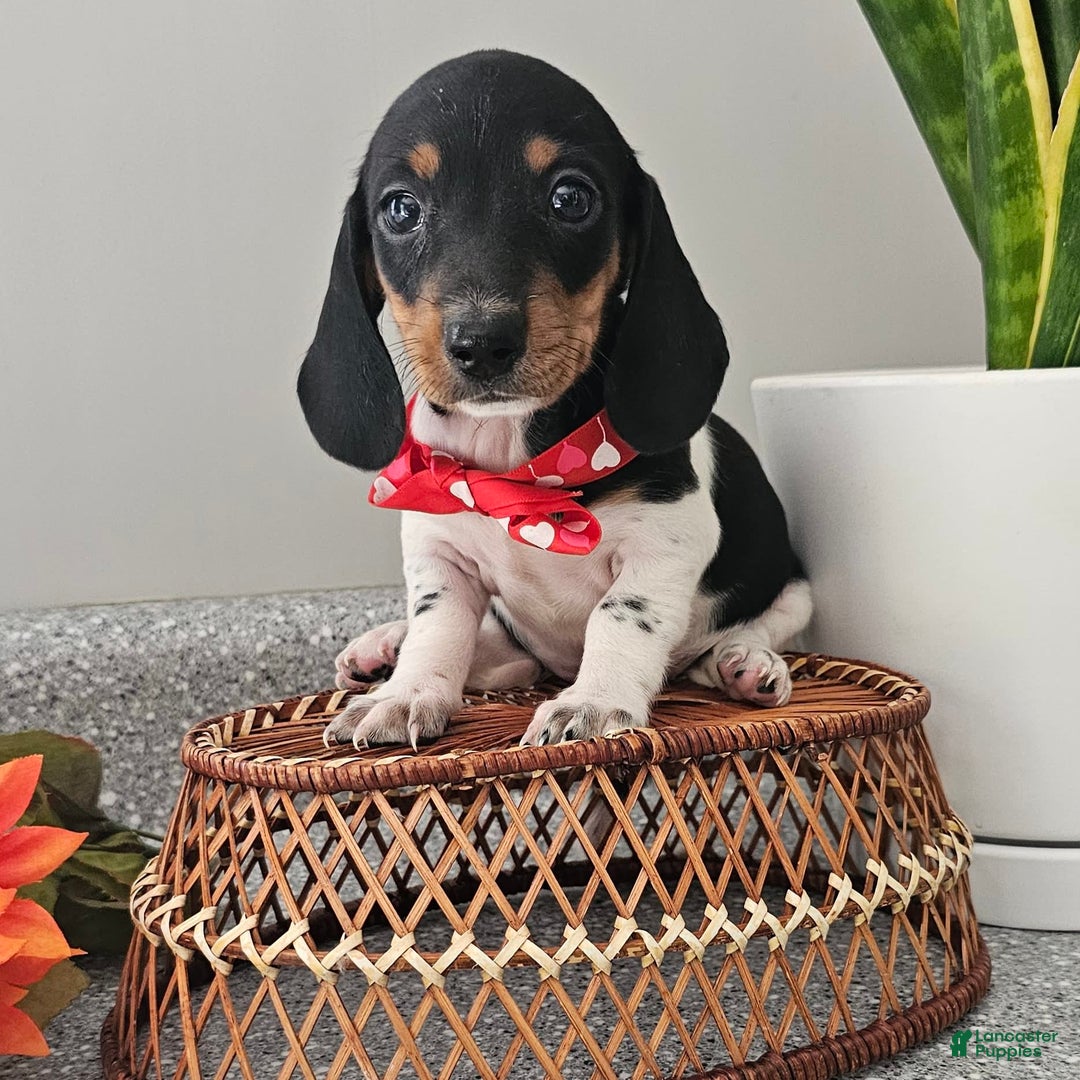Dachshund dogs for sale: Lil Peanut - Image 7