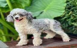 Mini Bernedoodle dogs for sale: Lily - Image 6