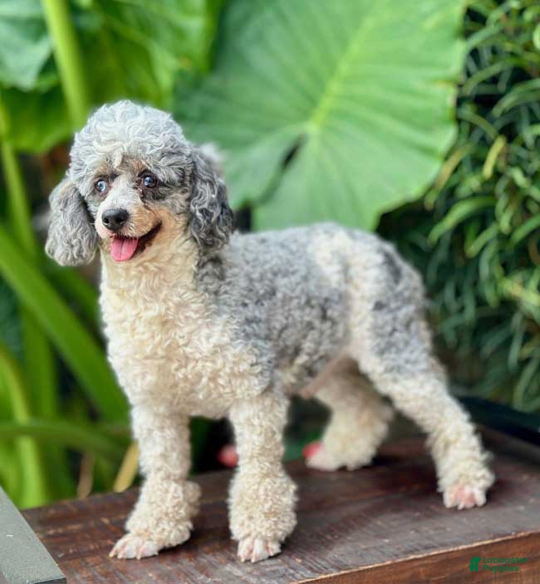Mini Bernedoodle dogs for sale: Lily - Image 6