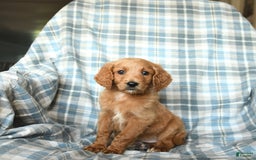 Goldendoodle dogs for sale: Sophie - Image 6