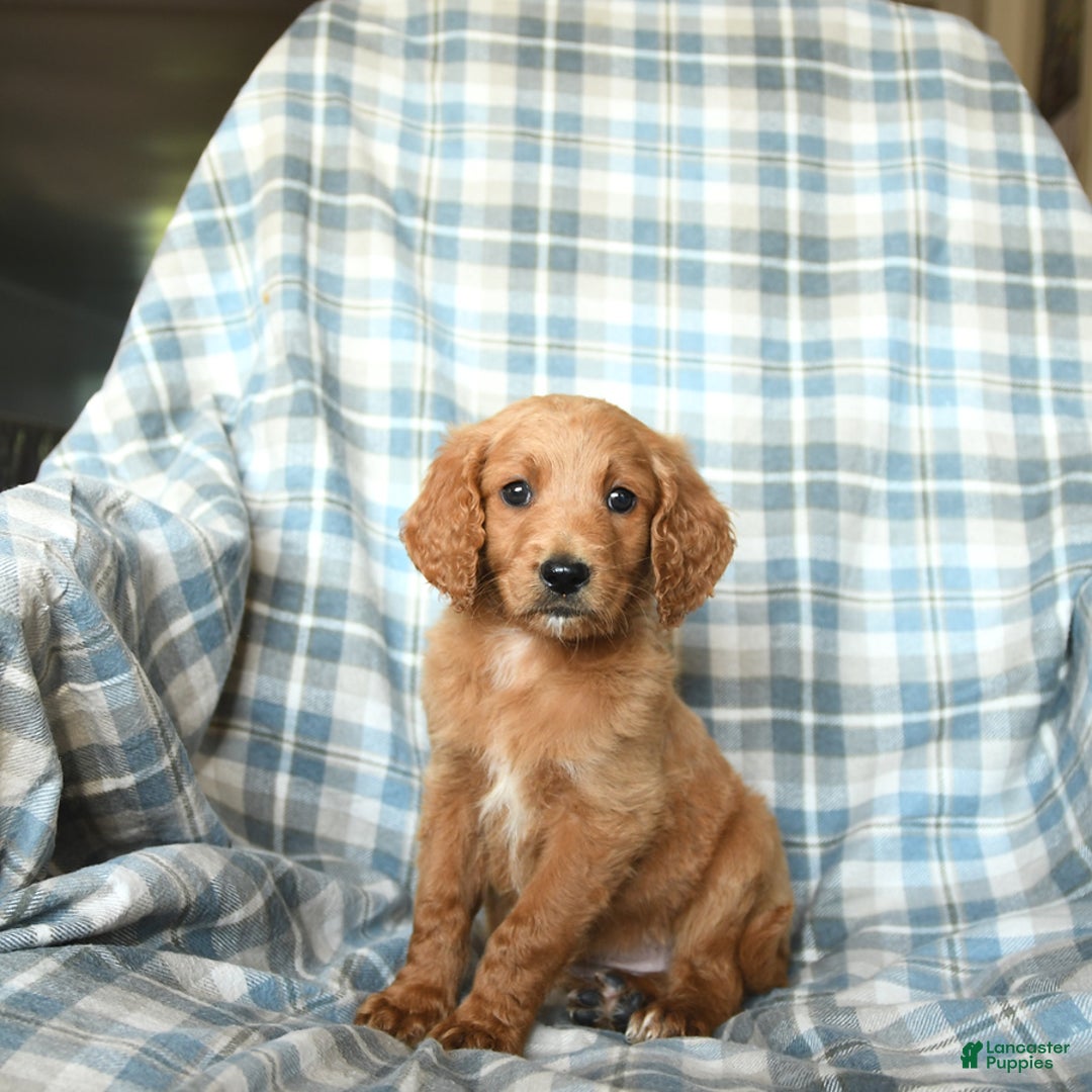 Goldendoodle dogs for sale: Sophie - Image 6