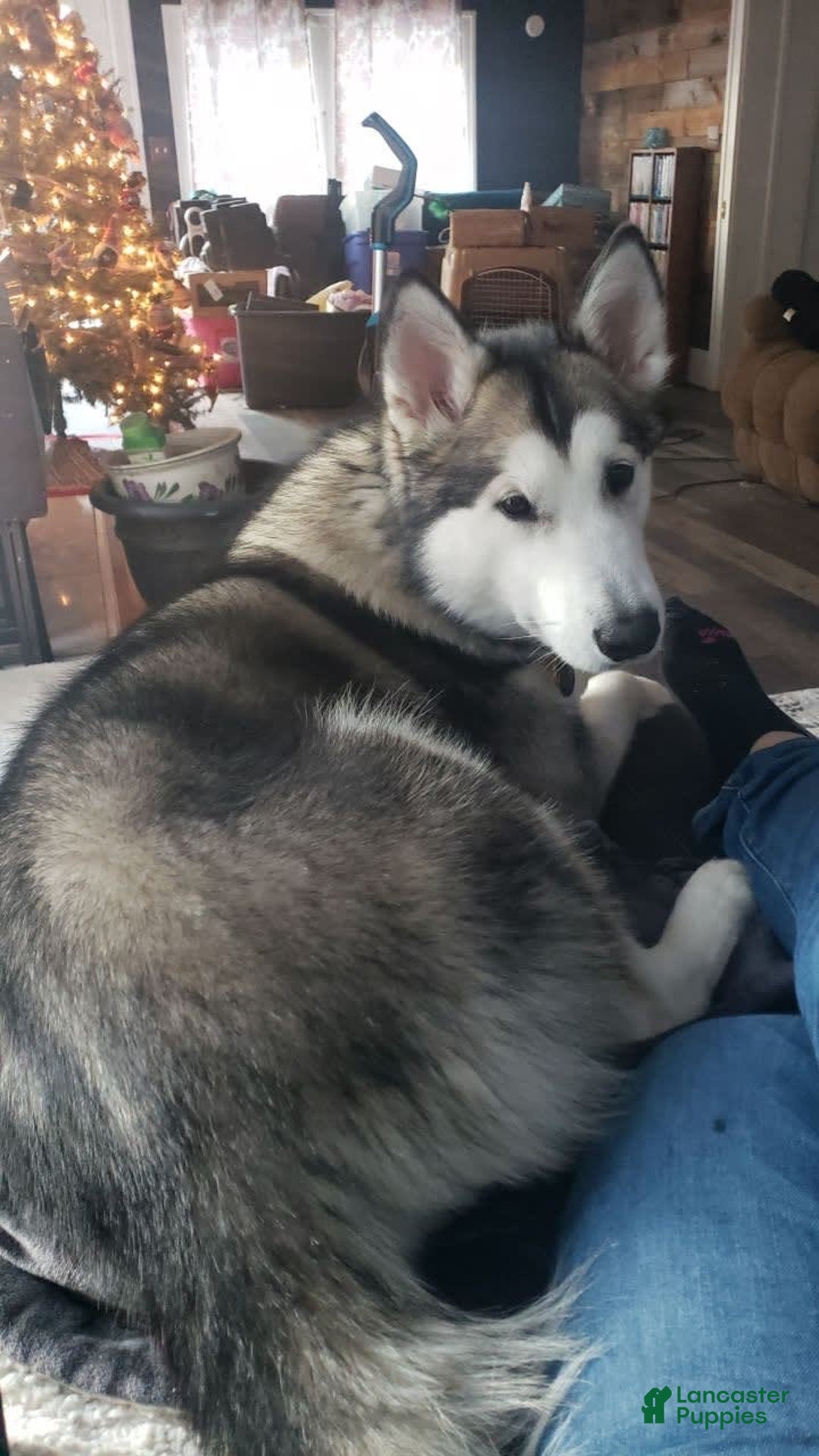 Alaskan Malamute dogs for sale: Red Collar - Image 3