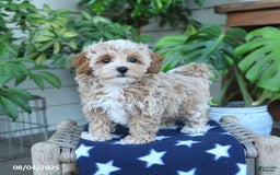 Maltipoo dogs for sale: Casey - Image 3