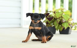 Miniature Pinscher dogs for sale: Hazelnut - Image 1