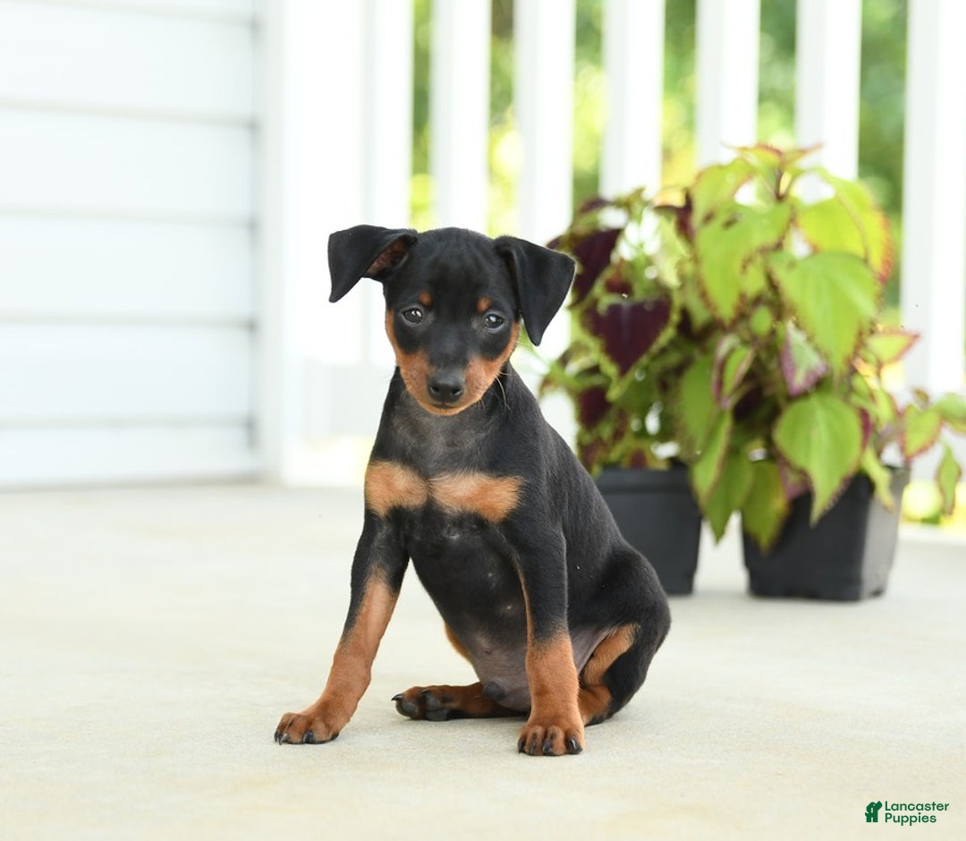 Miniature Pinscher dogs for sale: Hazelnut - Image 1