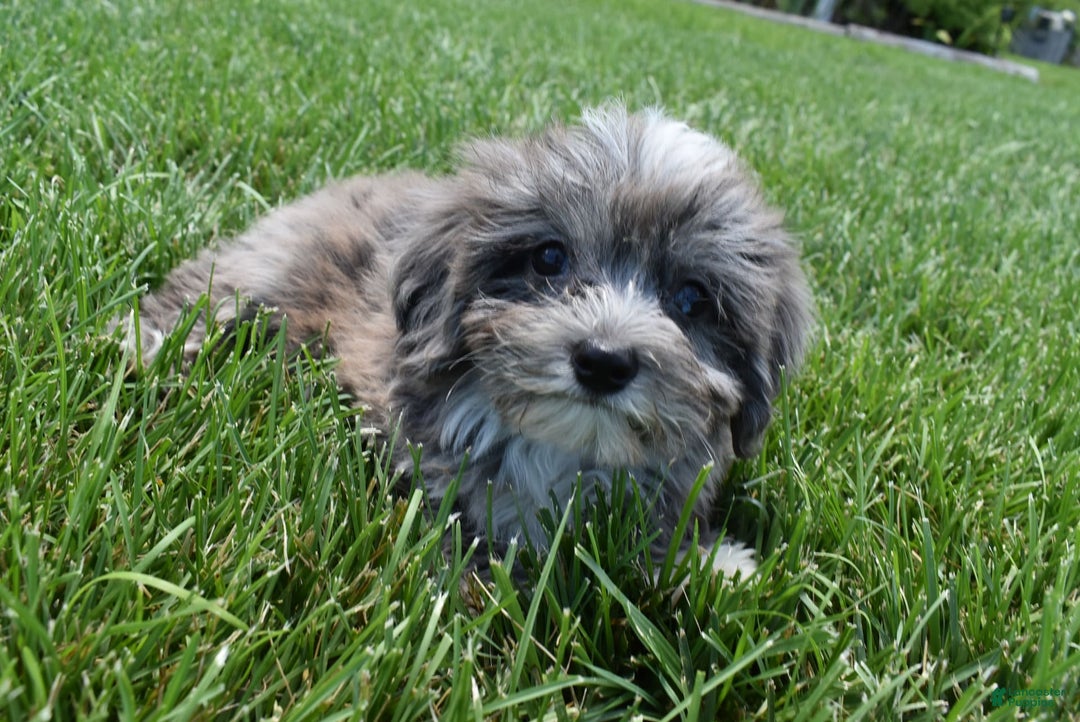 Havapoo dogs for sale: Zorro - Image 12