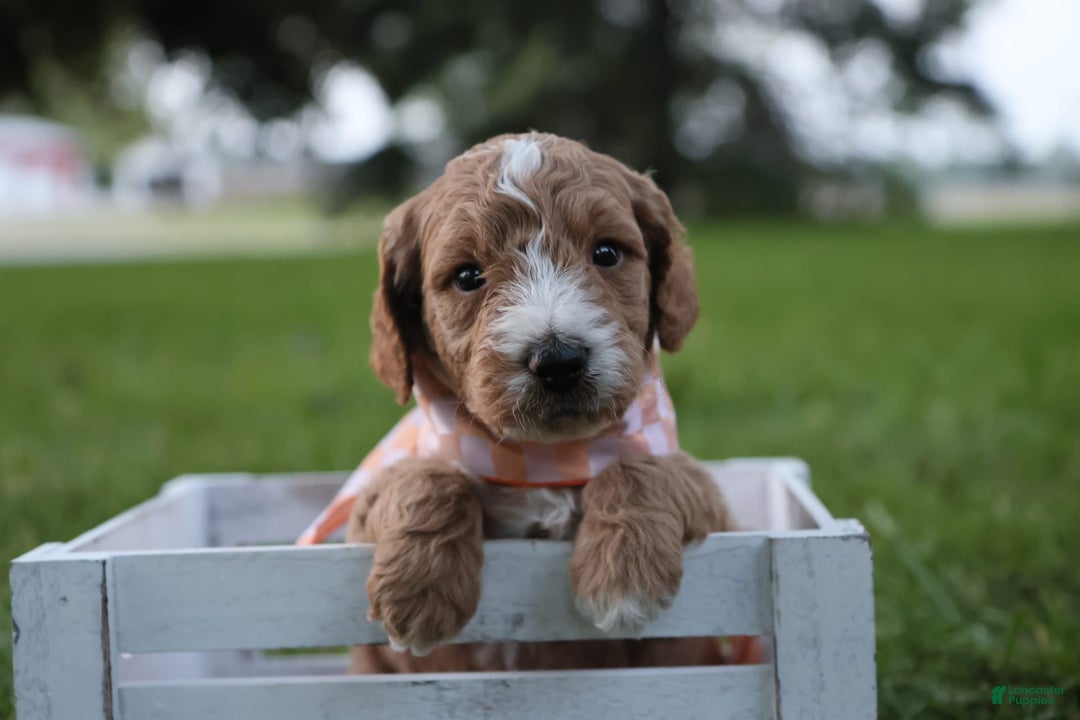 Mini Goldendoodle dogs for sale: Jasmine - Image 2