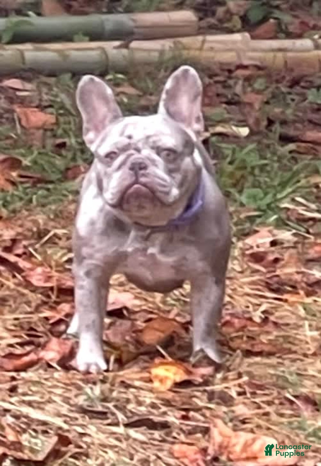 French Bulldog dogs for sale: Luna - Image 52