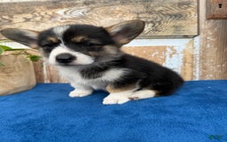 Welsh Corgi Pembroke dogs for sale: Carly - Image 10