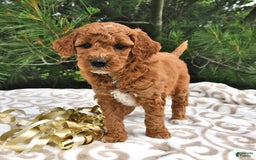 Mini Goldendoodle dogs for sale: Emily - Image 21