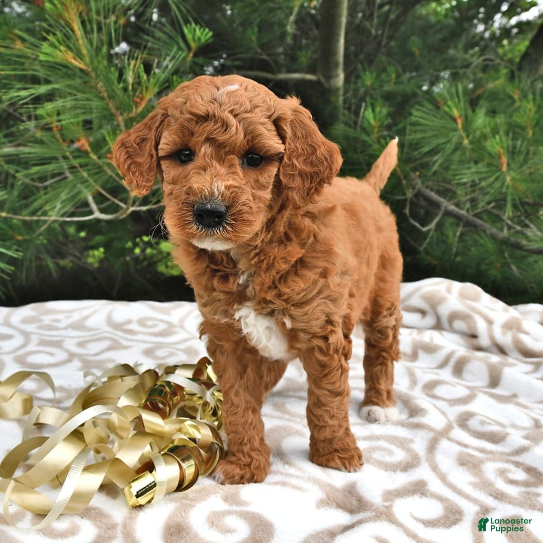 Mini Goldendoodle dogs for sale: Emily - Image 21